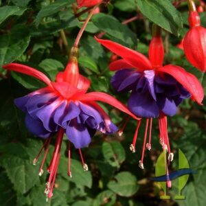 Fuchsia Hardy Bush 'General Monk' Red-Blue Summer Plug Plants Pack x6