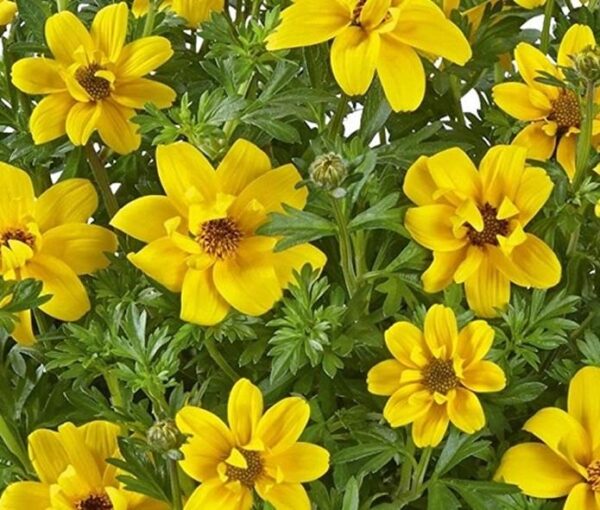 Bidens Compact Port Royal Summer Basket Plug Plants Pack x6