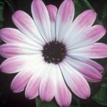 Osteospermum Cape Daisy Erato® 'Pink Eye' Summer Plug Plants Pack x6