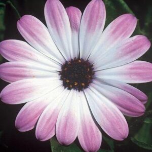 Osteospermum Cape Daisy Erato® 'Pink Eye' Summer Plug Plants Pack x6