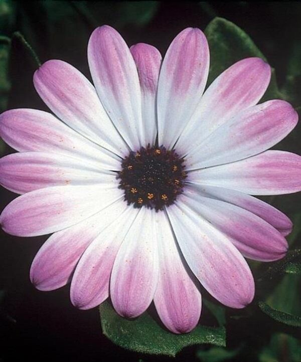 Osteospermum Cape Daisy Erato® 'Pink Eye' Summer Plug Plants Pack x6