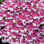 Pelagonium Geranium Scented Angel Eyes® Bicolour Plug Plants Pack x6