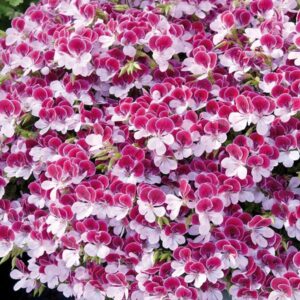 Pelagonium Geranium Scented Angel Eyes® Bicolour Plug Plants Pack x6