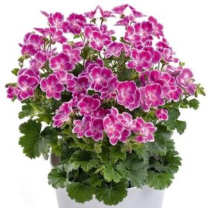 Pelagonium Geranium Scented Angel Eyes® Pink Plug Plants Pack x6
