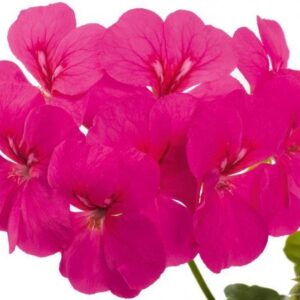 Ivy Leaf Geranium Trailing Gerainbow™ 'Neon' Plug Plants Pack x6