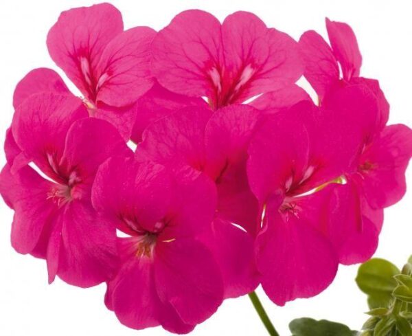 Ivy Leaf Geranium Trailing Gerainbow™ 'Neon' Plug Plants Pack x6