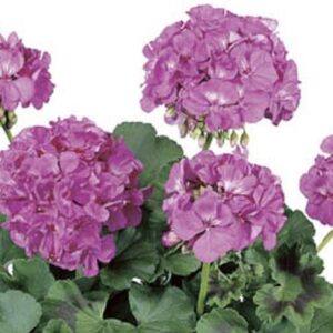 Geranium Zonal Grandeur® 'Dark Lavender' Summer Plug Plants Pack x6