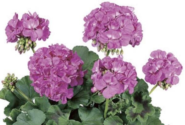 Geranium Zonal Grandeur® 'Dark Lavender' Summer Plug Plants Pack x6
