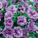 Petunia Trailing Tumbelina 'Priscilla' Basket / Garden Plug Plants Pack x6