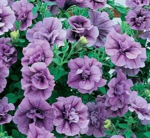 Petunia Trailing Tumbelina 'Priscilla' Basket / Garden Plug Plants Pack x6