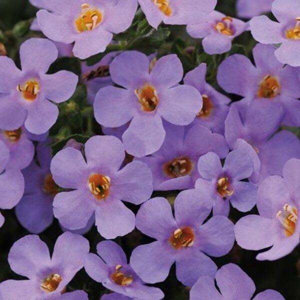 Bacopa Trailing  Giga® 'Lavender Blue' Garden Basket Plug Plants Pack x6