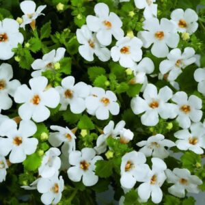 Bacopa Scopia® Gulliver Dynamic White Trailing Basket Plug Plants Pack x6