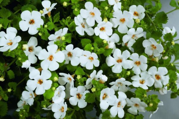 Bacopa Scopia® Gulliver Dynamic White Trailing Basket Plug Plants Pack x6