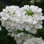 Verbena Trailing Vectura® 'White' Garden Basket Plug Plants Pack x6