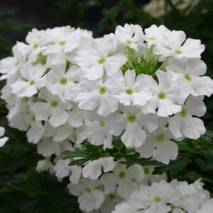 Verbena Trailing Vectura® 'White' Garden Basket Plug Plants Pack x6