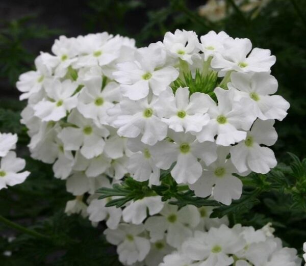 Verbena Trailing Vectura® 'White' Garden Basket Plug Plants Pack x6