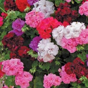 Ivy Leaf Geranium Trailing Mixed Colours Summer Garden Plug Plants Pack x6