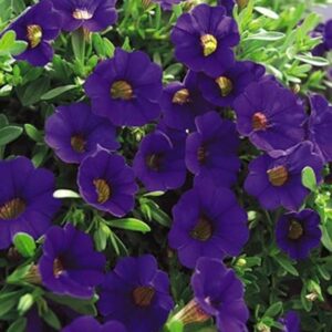 Calibrachoa Million Bells Mini Petunia "Deep Blue" Trailing Plug Plants X 6