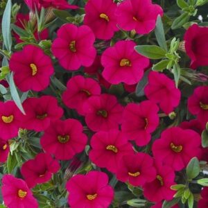 Calibrachoa Trailing Petunias Million Bells 'Dark Rose' Plug Plants Pack x6