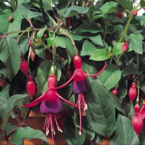 Fuchsia Hardy Bush 'Mrs Popple' Summer Garden Plug Plants Pack x6