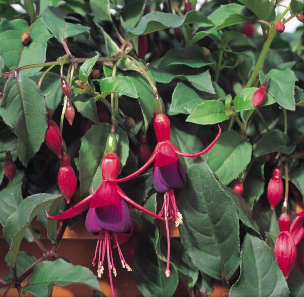 Fuchsia Hardy Bush 'Mrs Popple' Summer Garden Plug Plants Pack x6