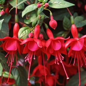 Fuchsia Trailing 'Marinka' Summer Garden Plug Plants Pack x6