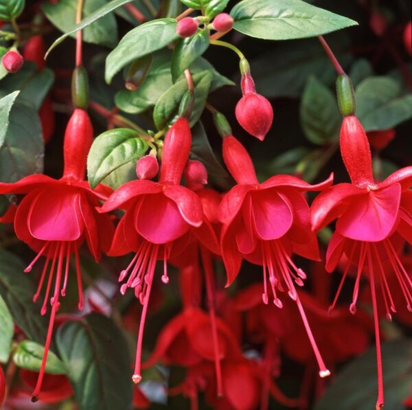Fuchsia Trailing 'Marinka' Summer Garden Plug Plants Pack x6