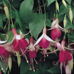 Fuchsia Trailing 'Cascade' Summer Garden Plug Plants Pack x6