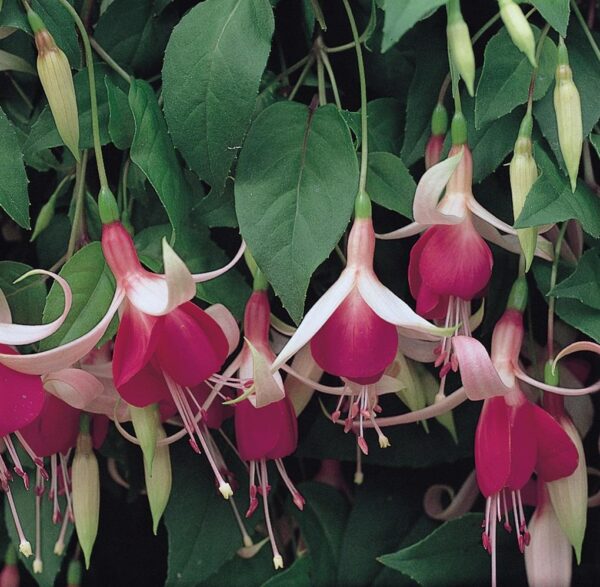 Fuchsia Trailing 'Cascade' Summer Garden Plug Plants Pack x6