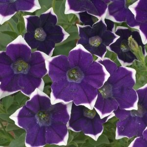 Petunia Trailing Cascadias Rim Violet Summer Garden/Basket Plug Plants Pack x6