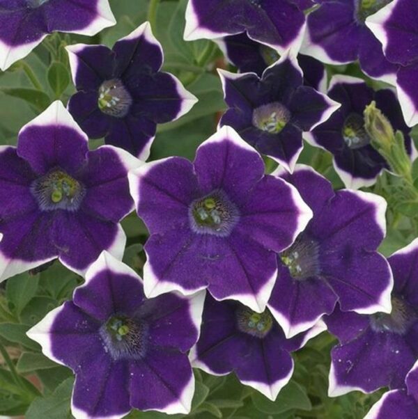 Petunia Trailing Cascadias Rim Violet Summer Garden/Basket Plug Plants Pack x6