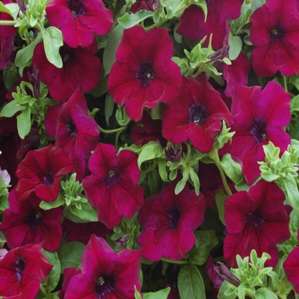 Petunia Trailing Surfinia® 'Burgandy' Summer Garden Plug Plants Pack x6