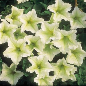 Petunia Trailing Surfinia "Lime" Trailing Basket Plug Plants Pack x6