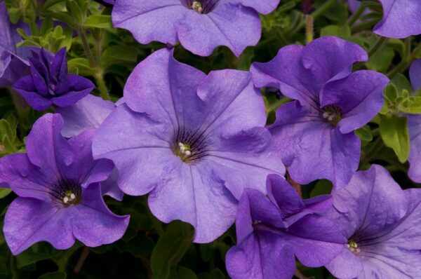 Surfinia Trailing Petunia "Heavenly Blue" Basket Plug Plants Pack x6