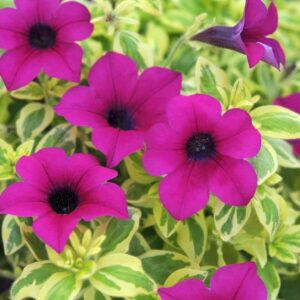 Surfinia Trailing Petunia "Purple Variegated" Basket Plug Plants Pack x6