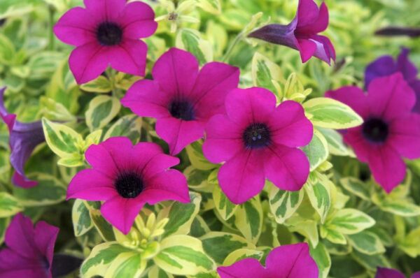 Surfinia Trailing Petunia "Purple Variegated" Basket Plug Plants Pack x6
