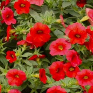 Calibrachoa Million Bells "Red" Mini  Petunia Trailing Plug Plants X 6