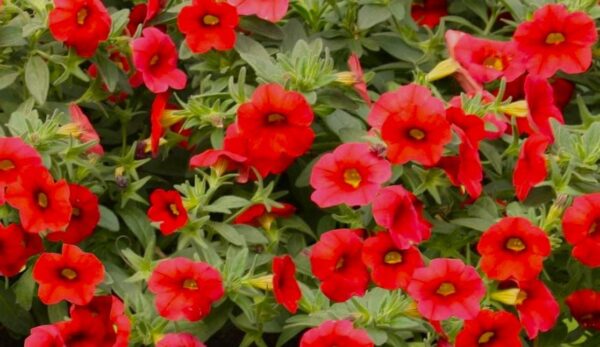 Calibrachoa Million Bells "Red" Mini  Petunia Trailing Plug Plants X 6