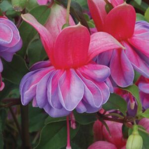 Fuchsia Trailing 'Jean Taylor' Summer Garden Plug Plants Pack x6