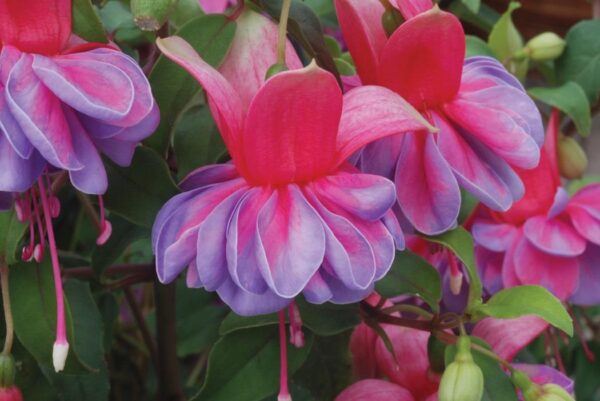 Fuchsia Trailing 'Jean Taylor' Summer Garden Plug Plants Pack x6