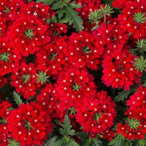 Verbena Trailing Enchantment 'Red' Basket / Garden Trailing Plug Plants Pack x6