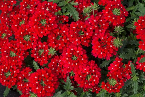 Verbena Trailing Enchantment 'Red' Basket / Garden Trailing Plug Plants Pack x6