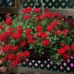 Verbena Trailing Enchantment 'Red' Basket / Garden Trailing Plug Plants Pack x6