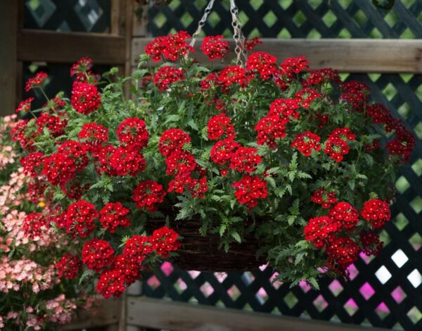 Verbena Trailing Enchantment 'Red' Basket / Garden Trailing Plug Plants Pack x6