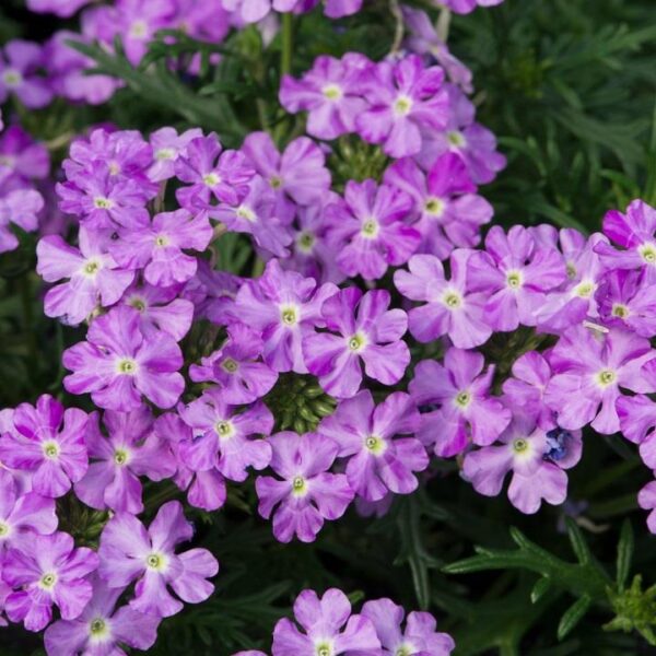 Verbena Enchantment Lavender Trailing Basket Plug Plants Pack x6
