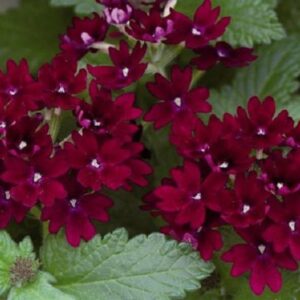 Verbena Trailing Showboat 'Burgandy' Garden Basket Plug Plants Pack x6