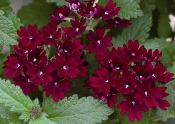 Verbena Trailing Showboat 'Burgandy' Garden Basket Plug Plants Pack x6