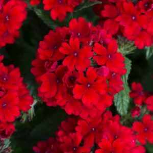 Trailing Verbena Showboat 'Dark Red' Basket / Trailing Plug Plants Pack x6