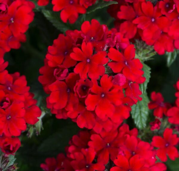 Trailing Verbena Showboat 'Dark Red' Basket / Trailing Plug Plants Pack x6