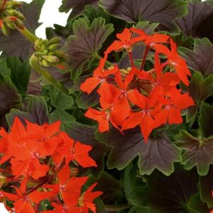Geranium Variegated Pelgardini® 'Chocolate' Plug Plants Pack x6